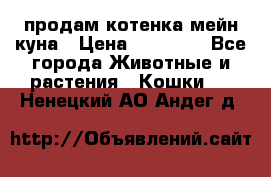 продам котенка мейн-куна › Цена ­ 35 000 - Все города Животные и растения » Кошки   . Ненецкий АО,Андег д.